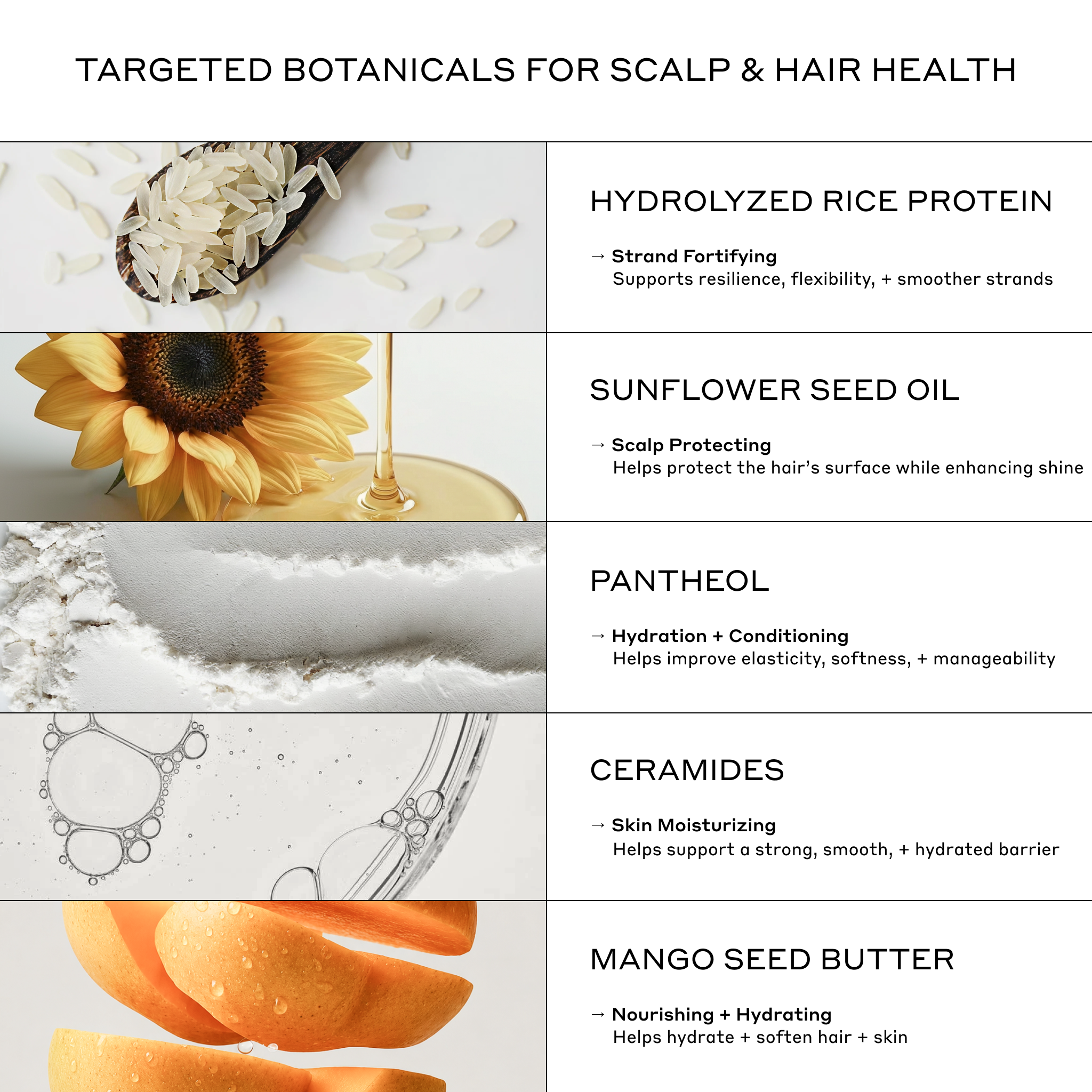 An informational infographic titled 'TARGETED BOTANICALS FOR SCALP & HAIR HEALTH' with six ingredient panels: hydrolyzed rice protein from rice grains, sunflower seed oil from a sunflower, panthethein from white powder, ceramides from a white stone, and mango seed butter from orange slices.