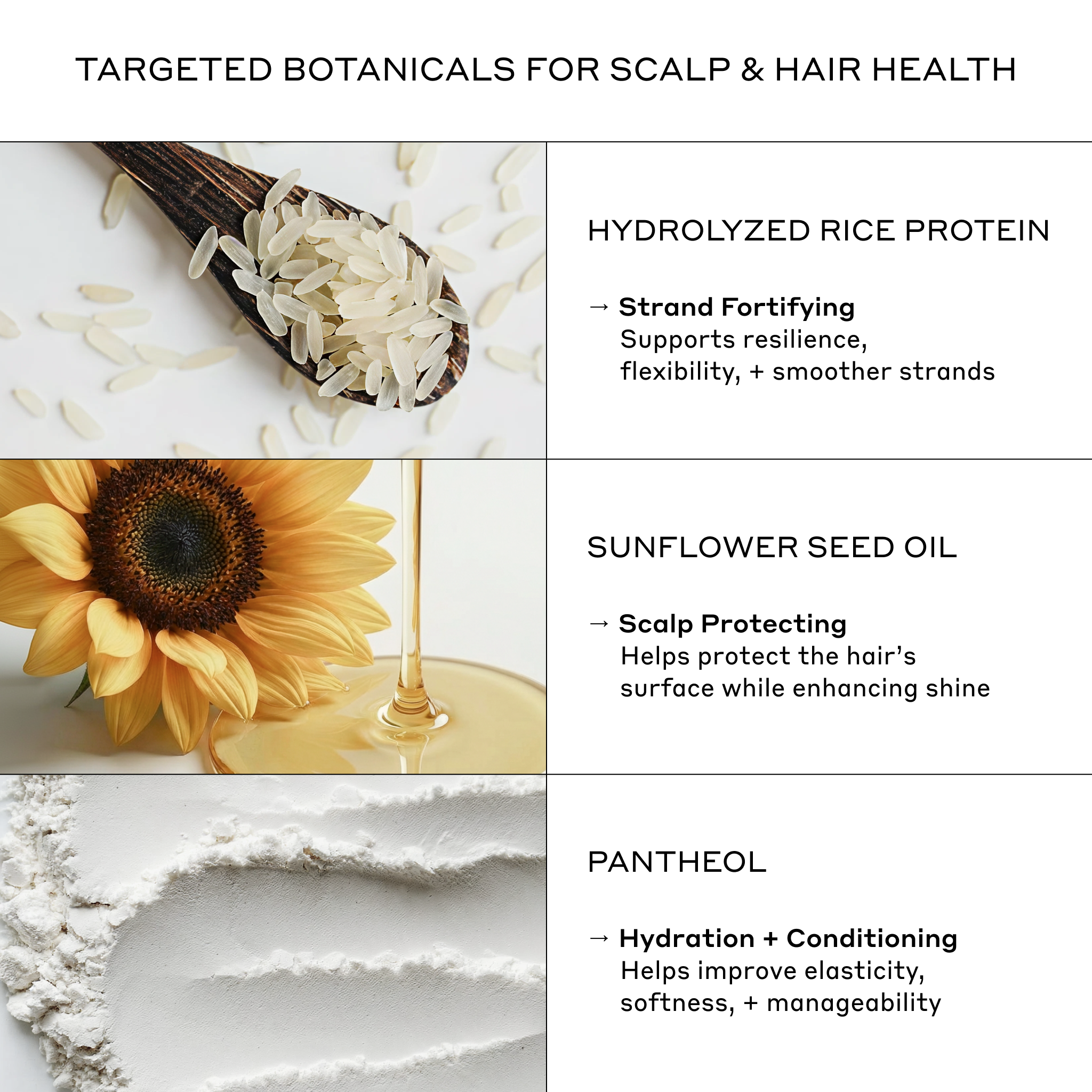 An informational graphic titled 'TARGETED BOTANICALS FOR SCALP & HAIR HEALTH' showing three ingredient panels: hydrolyzed rice protein from rice grains in a spoon, sunflower seed oil with a sunflower, and panthol powder on a white background, with text describing benefits for scalp and hair health.